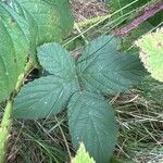 Rubus echinatus 葉