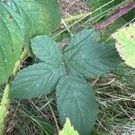 Rubus echinatus Blad