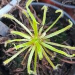 Drosera capensis Blad