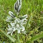 Ornithogalum boucheanum Blüte