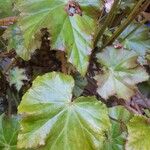 Begonia hydrocotylifolia Ліст