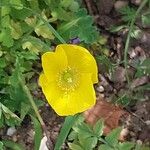 Papaver cambricum Blomma