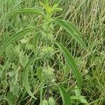 Meiosperma bracteatum Φύλλο