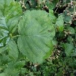 Rubus ulmifolius Blatt