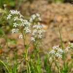 Lysimachia candida Habit