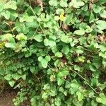 Smilax rotundifolia Leaf