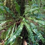 Elaphoglossum macropodium Habit