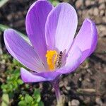 Crocus neapolitanus Flors