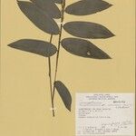 Cryptochloa capillata Leaf