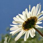 Leucanthemum vulgare Žiedas