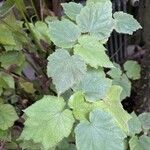 Sparrmannia africana ഇല
