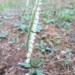 Spiranthes spiralis फूल