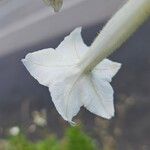 Nicotiana sylvestris Blomma