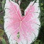 Caladium bicolor Feuille