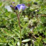 Veronica fruticans Altres