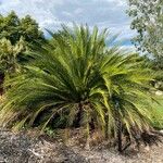 Macrozamia moorei Blatt