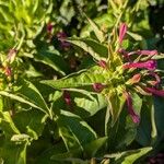 Mirabilis jalapaFlower