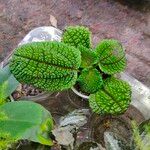 Pilea mollis Hoja