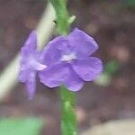 Stachytarpheta urticifolia Flower