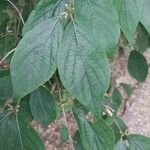 Lonicera maackii Feuille