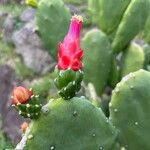 Opuntia cochenillifera Cvet