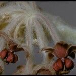 Asclepias californica Kvet