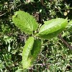 Clematis mauritiana Leaf