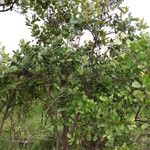 Psorospermum febrifugum Habitus