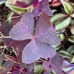 Oxalis triangularis Folla