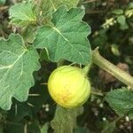 Solanum viarum Fruit