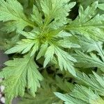 Artemisia verlotiorum List