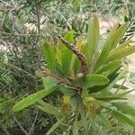 Melaleuca rugulosa برگ