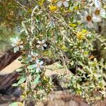 Leptospermum laevigatum Mosusu