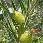 Gomphocarpus physocarpus Frucht