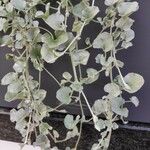 Dichondra argentea Συνήθη χαρακτηριστικά