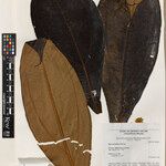 Miconia biglandulosa Hoja