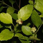 Varronia bullata 葉