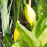 Lysichiton americanus Alkat (teljes növény)