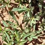 Ipomoea plummerae 葉