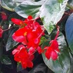 Begonia coccineaBlüte