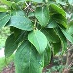 Cornus kousa Folha