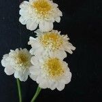 Tanacetum parthenium花