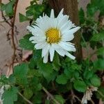 Chrysanthemum indicumFleur