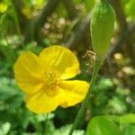 Papaver alpinum Frukt