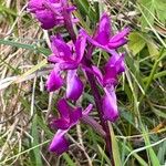 Anacamptis laxifloraFlower