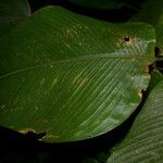 Calathea lasiostachya Leaf