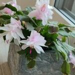 Schlumbergera truncata عادت