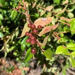 Vaccinium ovatum Fruit