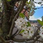 Pyrus calleryana Flower