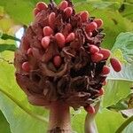 Magnolia macrophylla Fruit